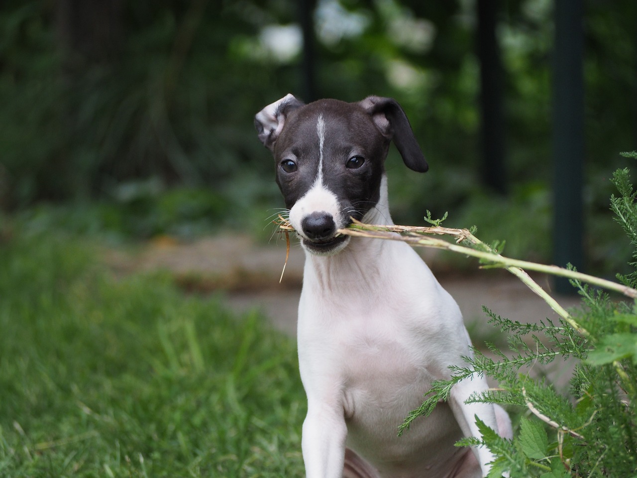 The Unique Traits of the Italian Greyhound